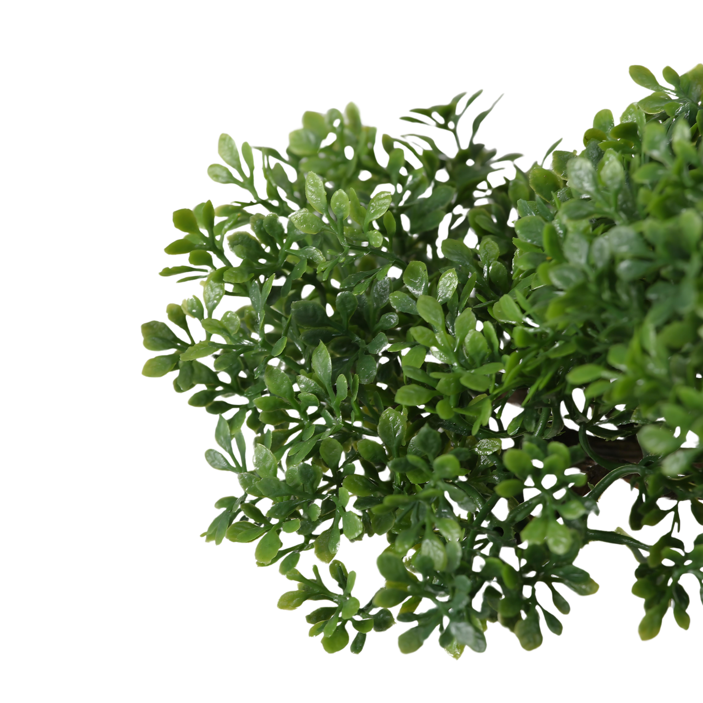 Kunst Bonsai Boom Buxus Detail