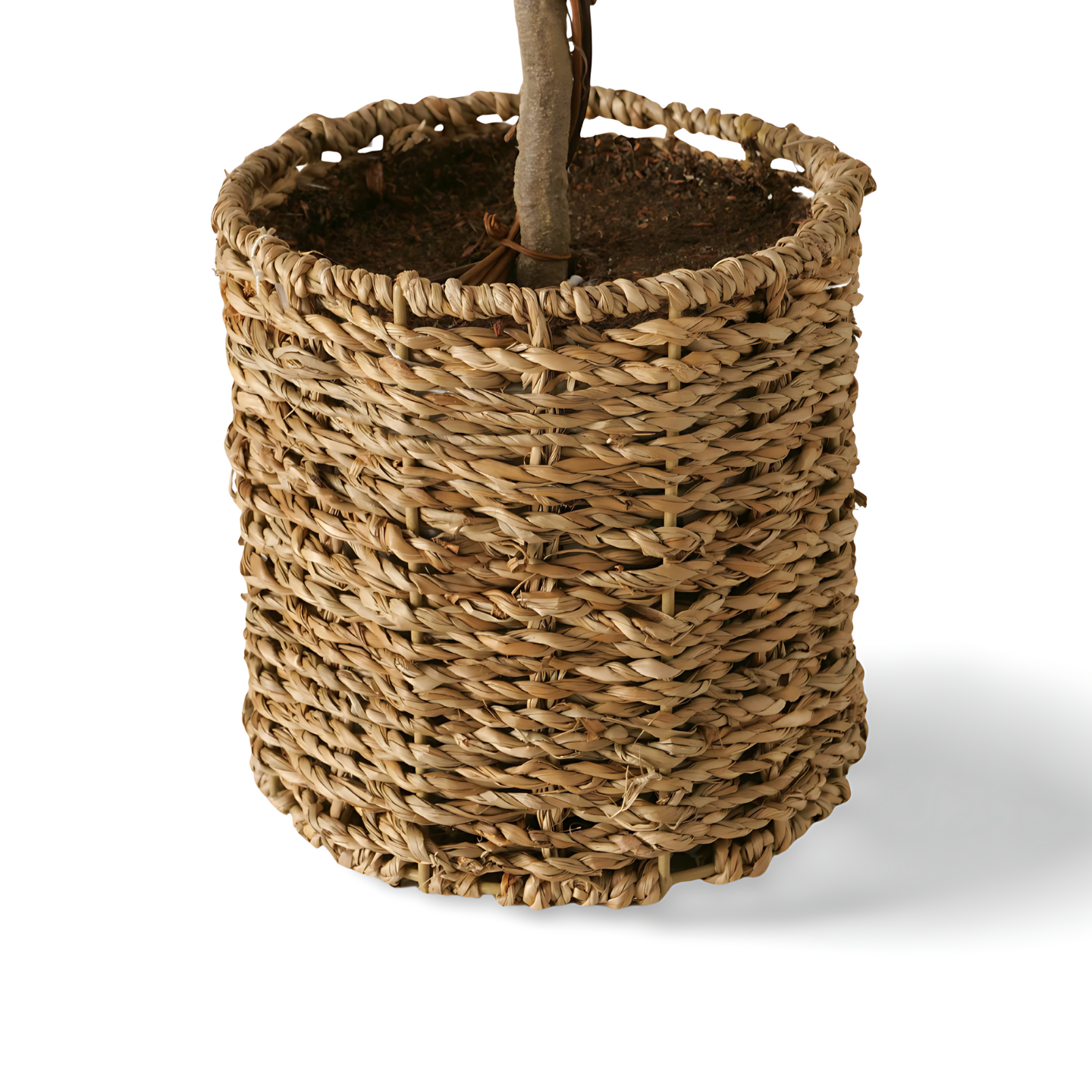 Kunst Buxus Op Stam Pot Detail