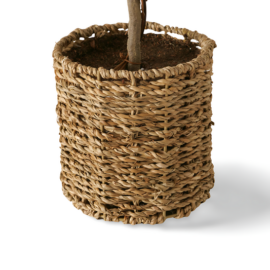 Kunst Buxus Op Stam Pot Detail