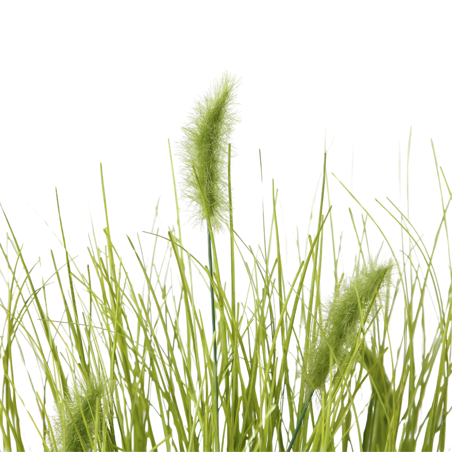 Kunst Siergras Met Pluimen Detail