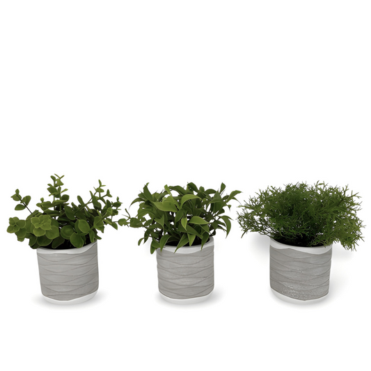 Kunst Vetplanten In Pot 17 cm - Set 3