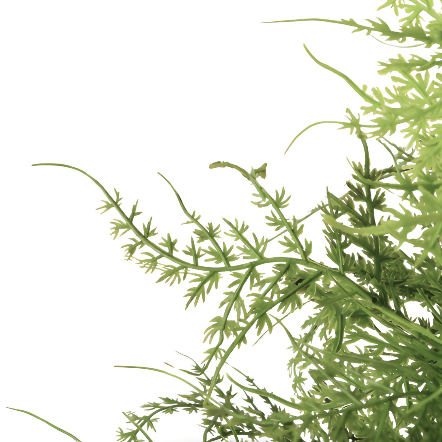 Kunstplant Varen Voor Binnen Detail