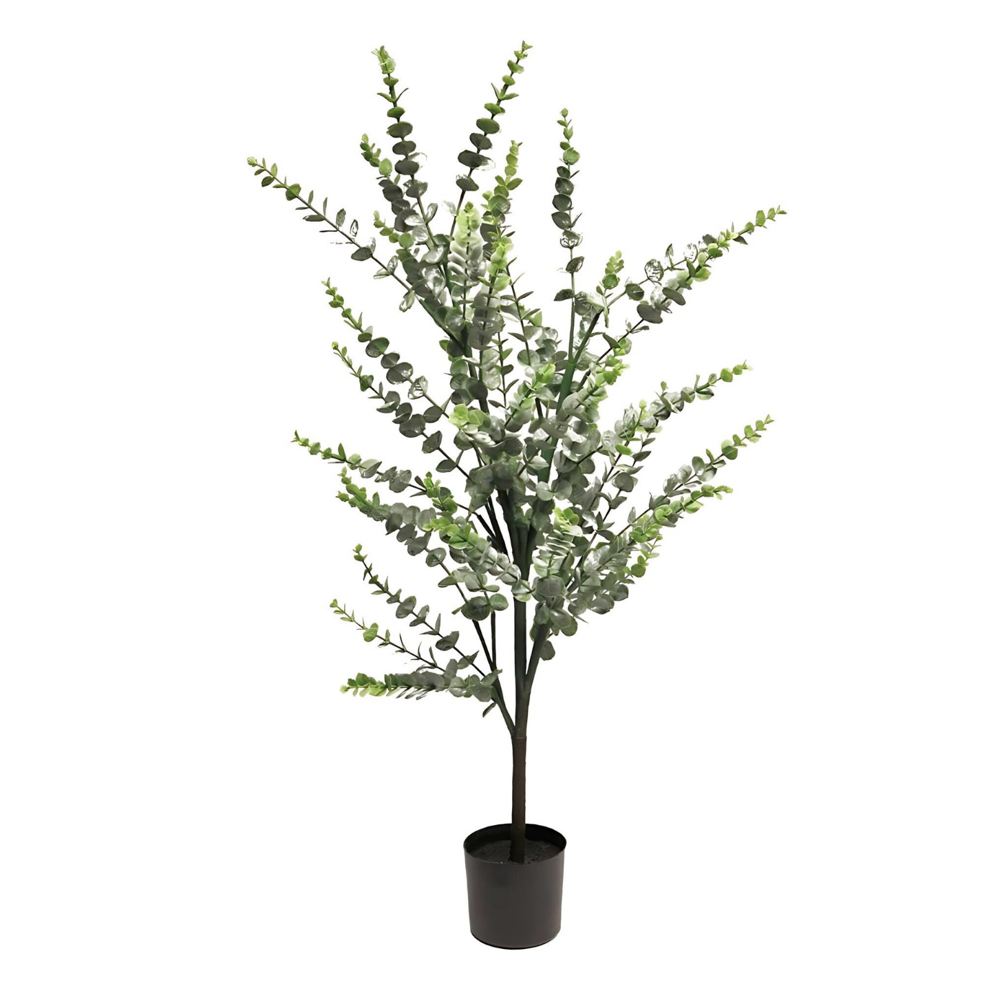 Eucalyptus Nepplant 104 cm
