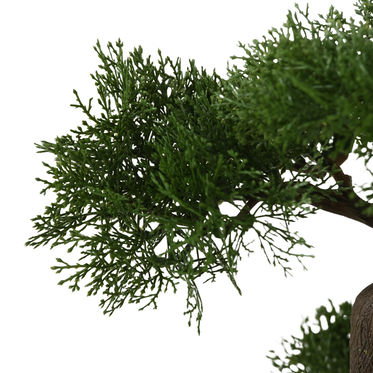 Kunst Bonsai Boom Dennenblad Detail