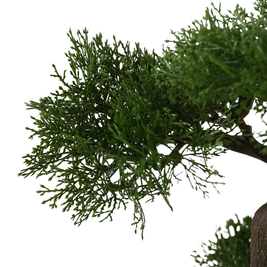 Kunst Bonsai Boom Dennenblad Detail