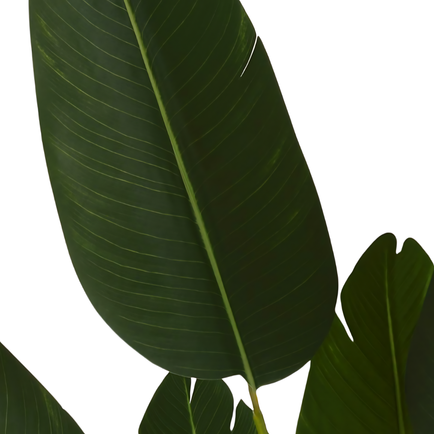 Kunstplant Strelitzia Groot Bladeren Detail